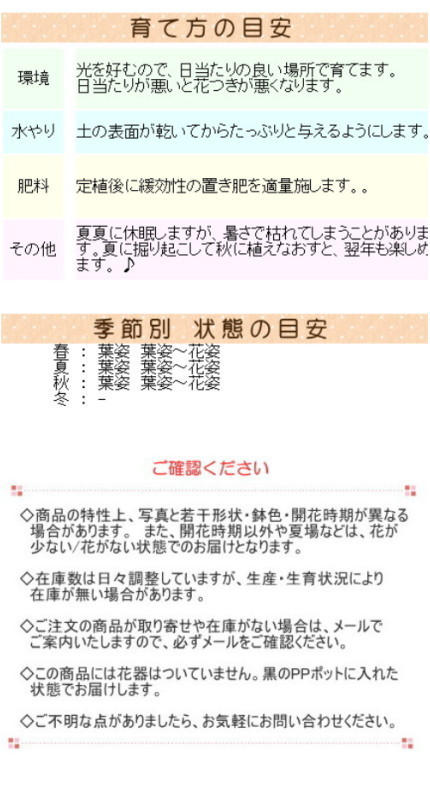 オキザリス パーシーカラー 苗 9センチポット : ここなぎ - 通販