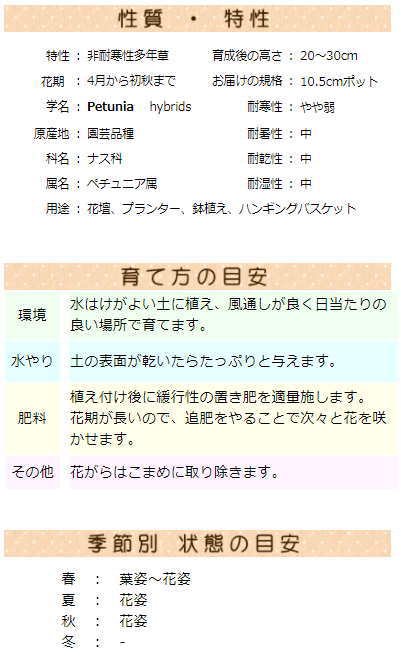 ペチュニア (栄養系) 氷河の空 10.5センチポット 3.5号 : ここ