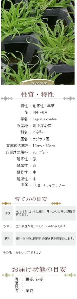 ラグラス オバタス バニーテール 苗 9センチポット 3号 : 10000641 : ここなぎ - 通販 - Yahoo!ショッピング