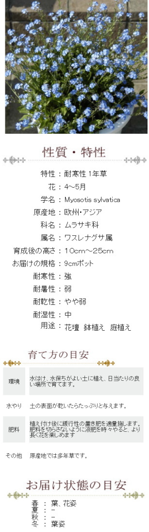 ワスレナグサ ブルー 勿忘草 忘れな草 苗 9センチポット 3号 :10000626:ここなぎ - 通販 - Yahoo!ショッピング