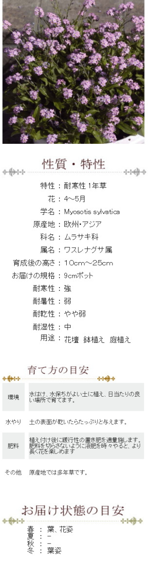 ワスレナグサ ピンク 勿忘草 忘れな草 苗 9センチポット 3号 :10000627:ここなぎ - 通販 - Yahoo!ショッピング