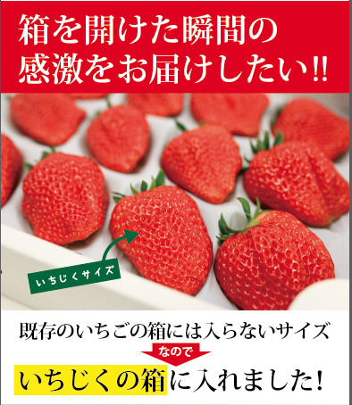 冬ギフト/贈答用/1粒70g以上の特大いちご・紅ほっぺプラチナプレミアム12粒