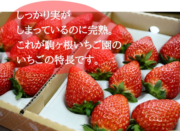 信州駒ヶ根いちご園 - Yahoo!ショッピング