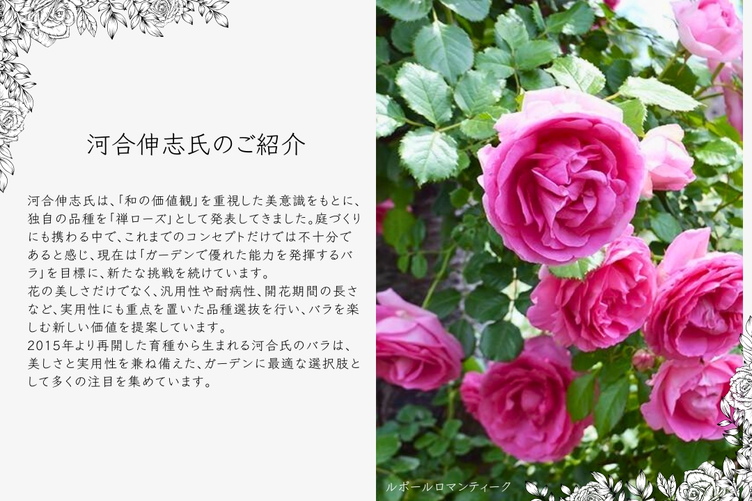 バラ [ あきつしま ] 秋苗 大苗 ピンク系 四季咲 京阪園芸 F&G