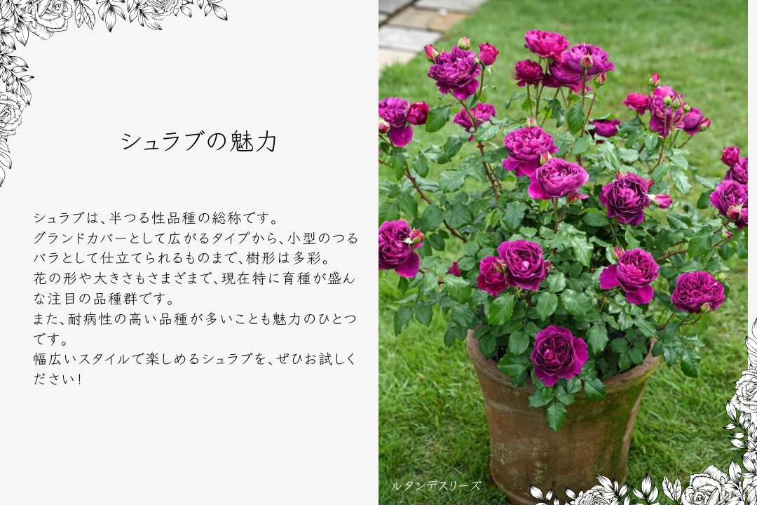 新品 未使用 ちゃぶ台 猫足 新生活 折りたたみ式 薔薇 バラ ベルーナ 懐石zeppin 子ねこ用 5つの愛情 200g(販売終了) | ペット用品
