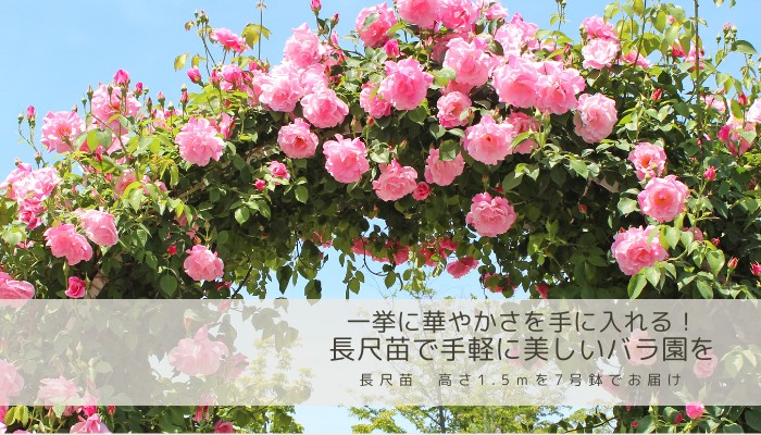 バラ苗 長尺苗 つる ジュリア 国産ノイバラ台木使用 : コマツガーデン