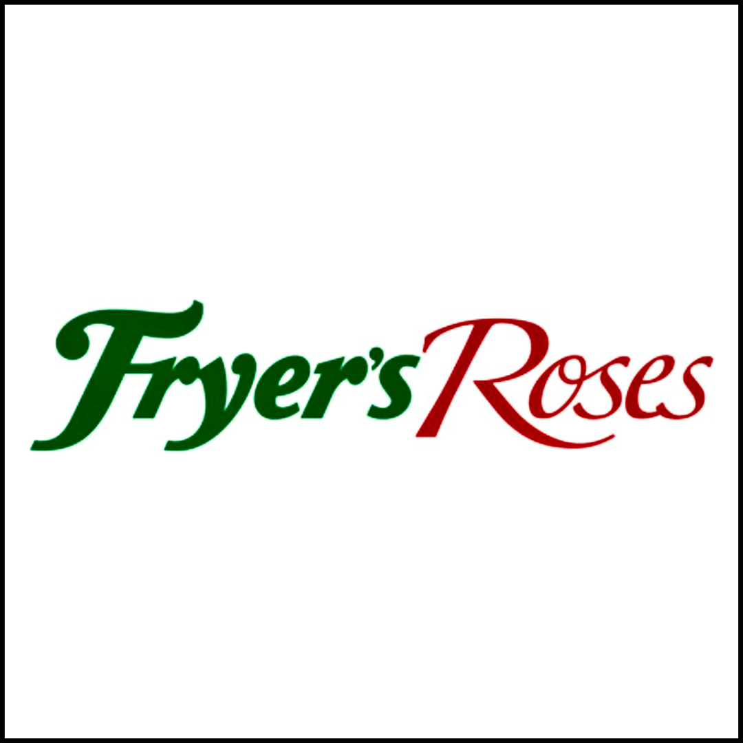 フライヤー ローゼズ