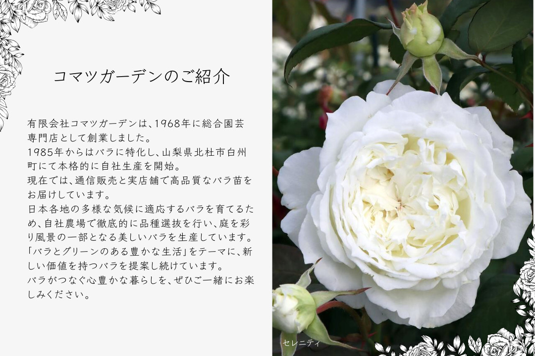 セット売りです。バラは考えていません！！ コマツガーデン Yahoo!店 - コマツガーデンオリジナル｜Yahoo!ショッピング