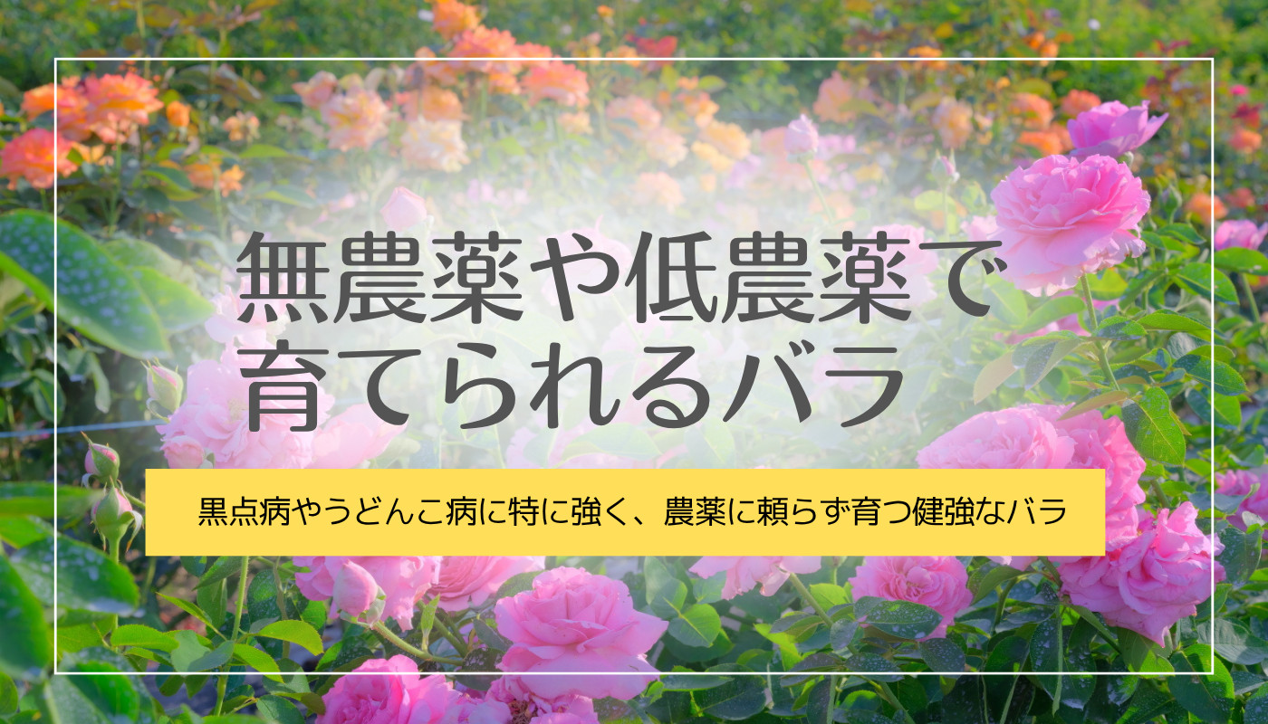 無農薬で育てられるバラ