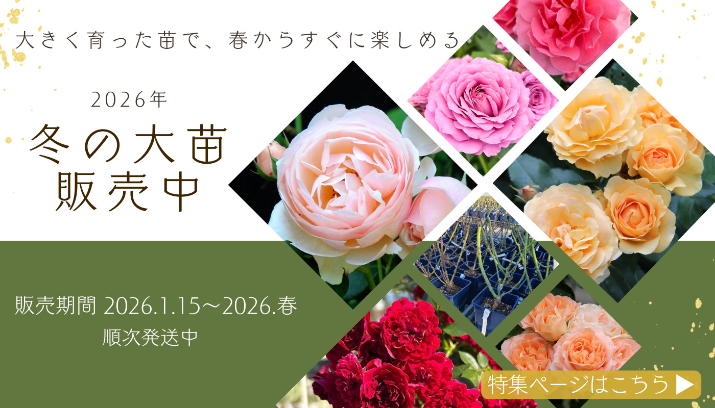バラ苗やバラ関連グッズの通販ならコマツガーデンオランラインショップ