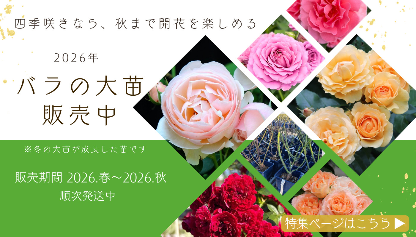 バラ苗 大苗 2026 ロサ ルブリフォリア Rosa rubrifolia 国産ノイバラ