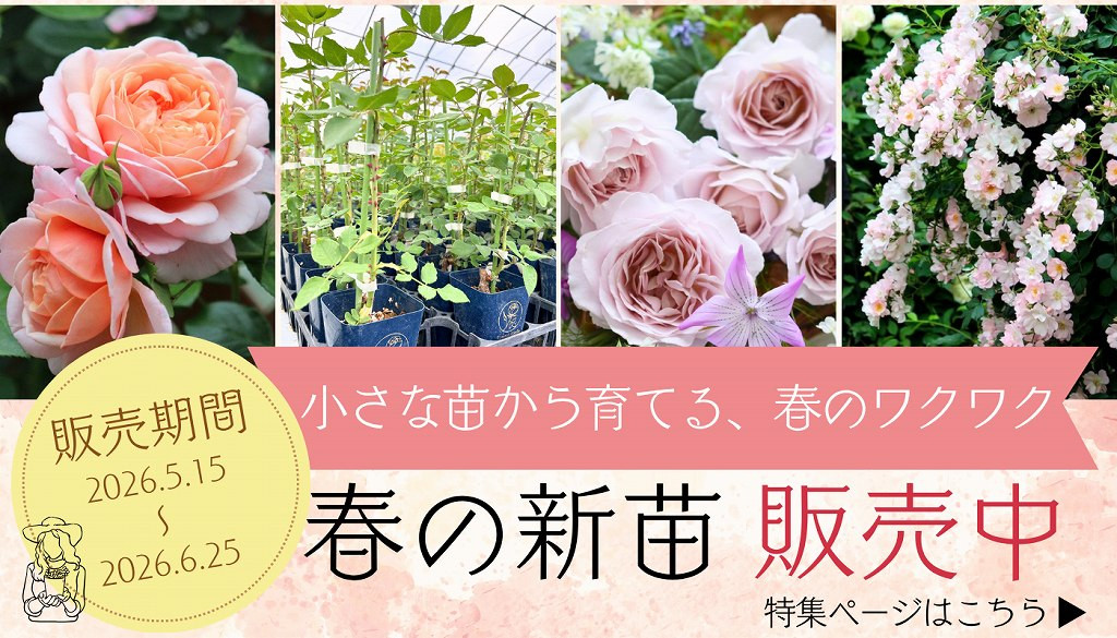 バラ苗 新苗 2026 つる ローズうらら Urara Climbing つるバラ 国産