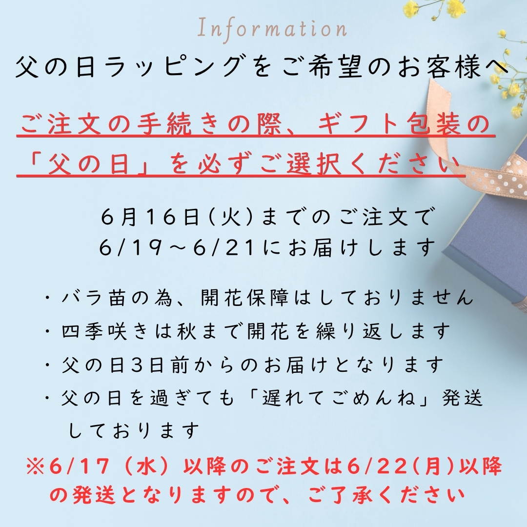 バラ苗 大苗 2026 セレニティ (旧名ドレッシー) Serenity 四季咲き バラ苗 大苗 2026 セレニティ (旧名ドレッシー) Serenity 四季咲き