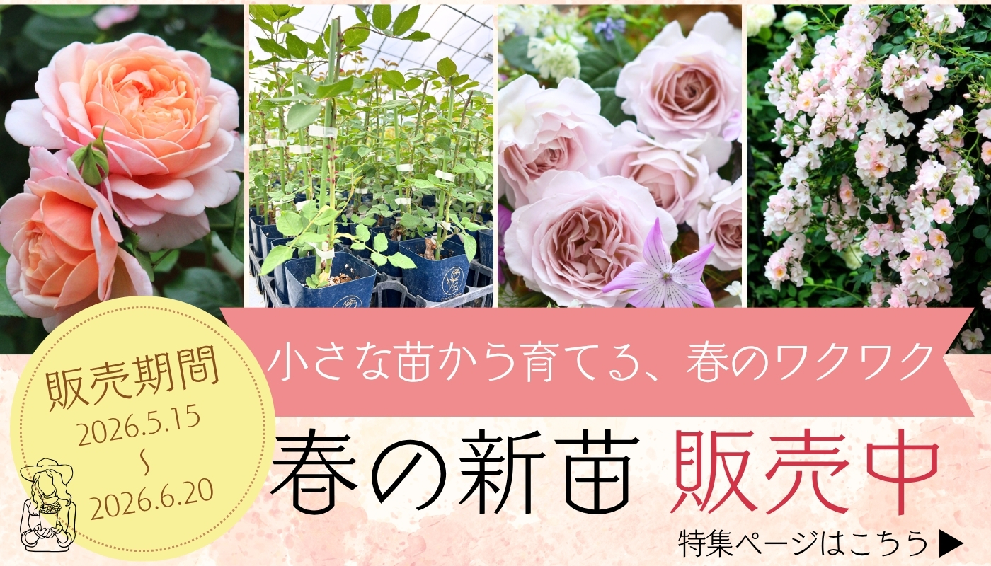 バラ苗 新苗 2026 ロビン Robin 四季咲き 国産ノイバラ台木使用