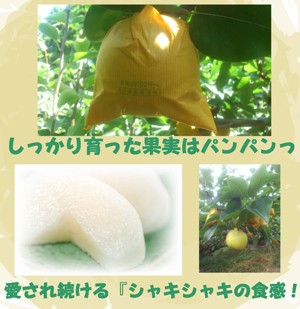 パンパン