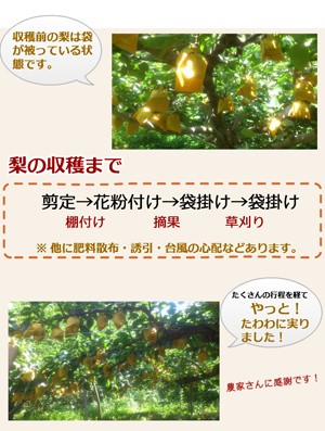 梨行程