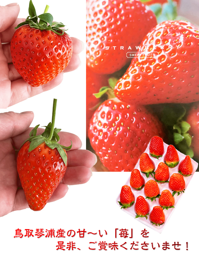 いちご イチゴ 苺 とっておき 4パック入り （1パック7個前後