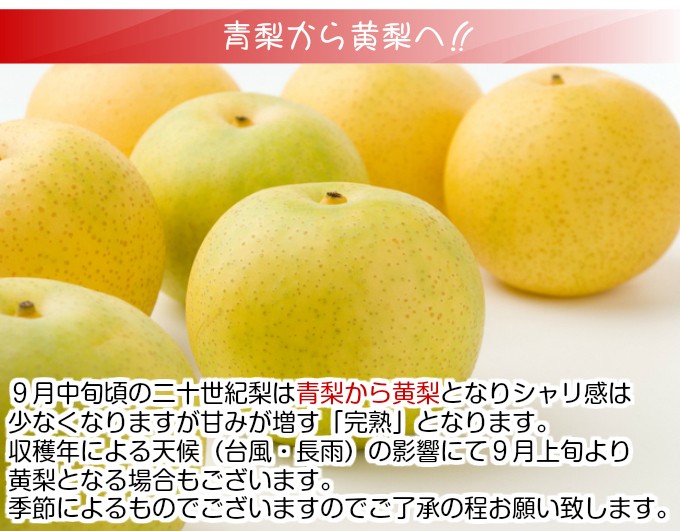 二十世紀梨（ご贈答用）10kg詰 20世紀梨（L-4L 24-38玉前後入