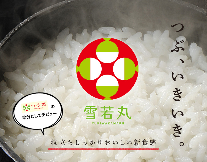 送料無料(北海道・九州・沖縄除く)】令和7年産 山形県産雪若丸 20kg