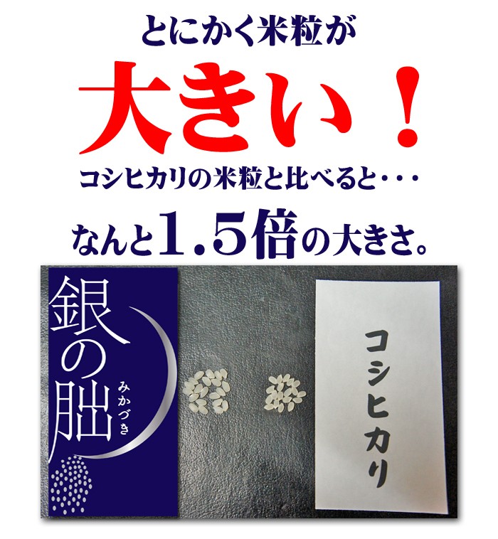 美しき獲物('91米) gin-f.jpg