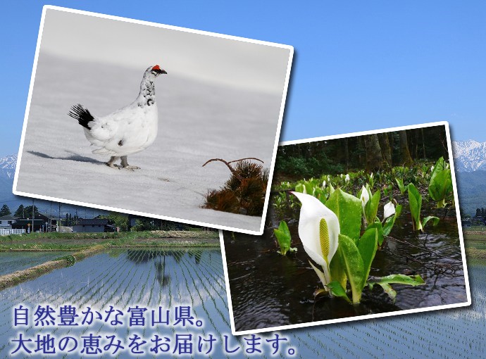 富山県産コシヒカリ　米　10キロ R5年度　8月下旬精米 コシヒカリ 米 10kg 富山県産 入善町指定米 お米 10キロ 令和6
