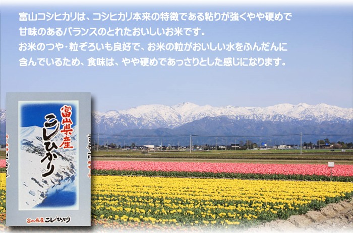 じー　令和5年産　富山県産　立山産　米　こしひかり　精米10kg ko-mura_toyamakosi-10