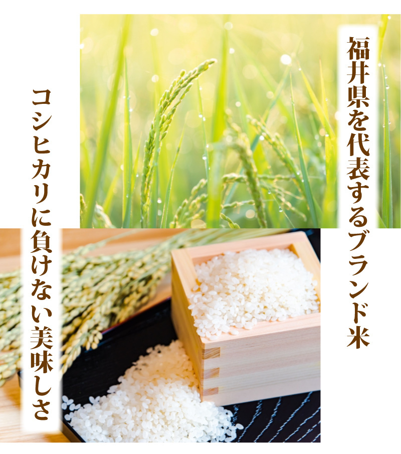 令和6年産 福井県産あきさかり10kg 単一原料米 白米 安い