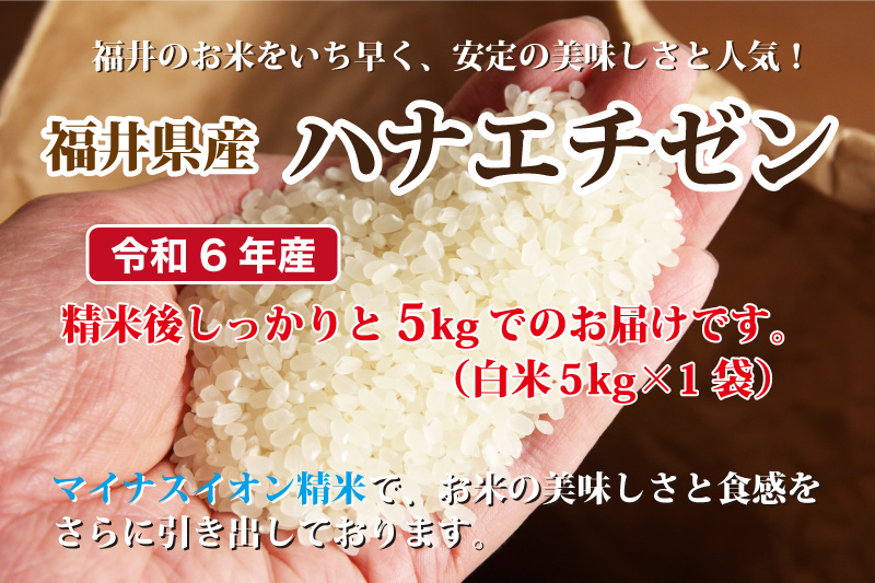 ハナエチゼン 令和6年産 福井県産ハナエチゼン 5kg 白米 安い