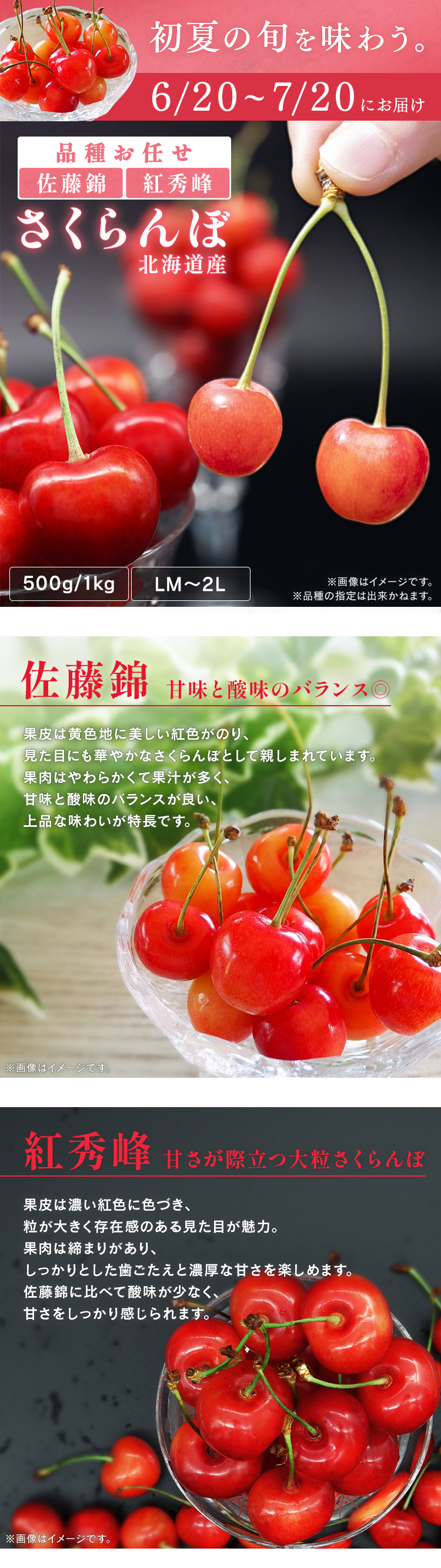 さくらんぼ 北海道 産地直送 旬 農産 フルーツ ギフト 甘い 佐藤錦 紅