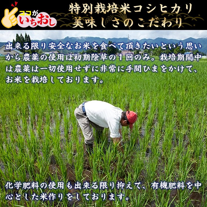★[白米]特別栽培米コシヒカリ５ｋｇ有機肥料減農薬栽培