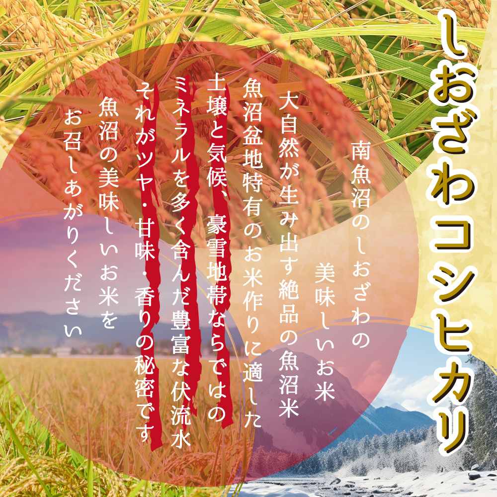 米 新米 令和6年 お米 20kg 新潟県 魚沼産コシヒカリ 魚沼産 しおざわ 塩沢 魚沼コシヒカリ 白米20kg 玄米20kg 米 おこめ お米 20kg 白米 送料無料
