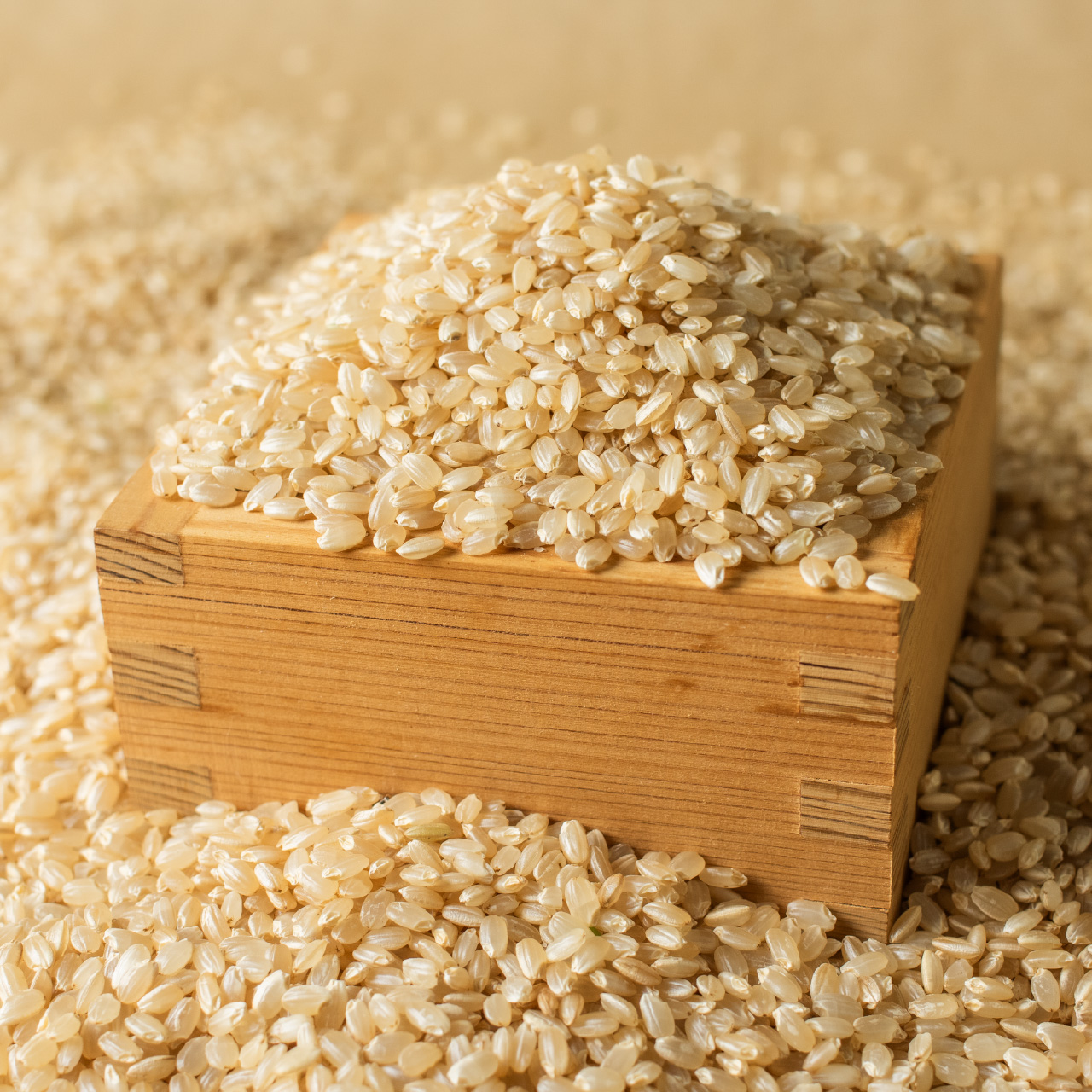 コシヒカリ 令和7年産 玄米 新潟産コシヒカリ 10kg (5kg x 2袋) 金