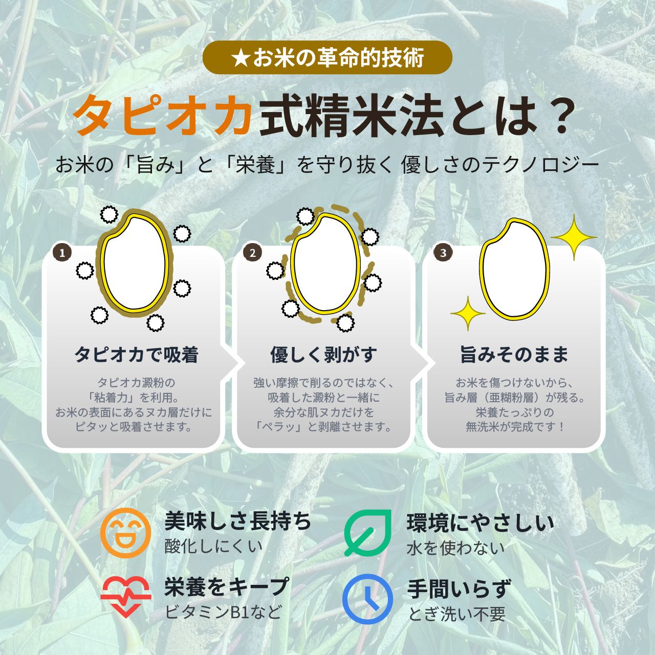 令和7年産 無洗米 新潟産新之助 5kg (5...の詳細画像5