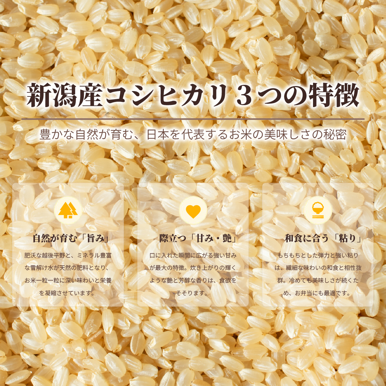 令和7年産　新潟県産コシヒカリ 　　玄米10キロ コシヒカリ 【令和7年度米】新潟県産コシヒカリ 玄米10kg（10kg×1袋
