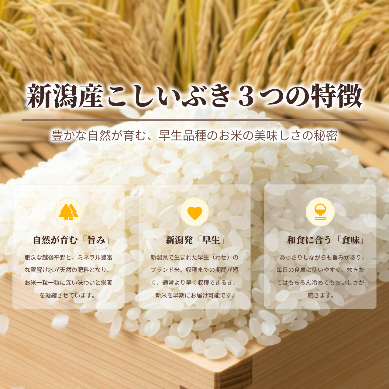 新潟産こしいぶき20kg 新潟産こしいぶき20kg こしいぶき 大特価 米 20kg