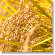 格安限定SALE 令和３年産 お米 25kg 特別栽培米 新潟産こしいぶき 玄米25kg×1袋 / 白米4.5kg×5袋（精米無料） 送料無料（一部地域を除く） 越後の米穀商 高田屋 - 通販 - PayPayモール 新作在庫