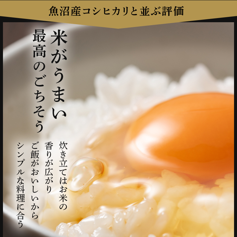 新潟 こしひかり 5kg×4 20キロ 新米です。 コシヒカリ 【令和5年度米】新潟県産コシヒカリ 精米20kg（5kg×4