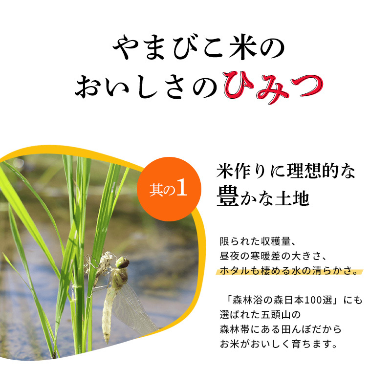 コシヒカリ 米 令和6年産 5kg 新潟産 金賞受賞 やまびこ米 コシヒカリ 米 令和6年産 5kg 新潟産 金賞受賞 やまびこ米