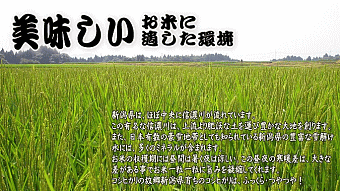 玄米（新潟県産コシヒカリ）