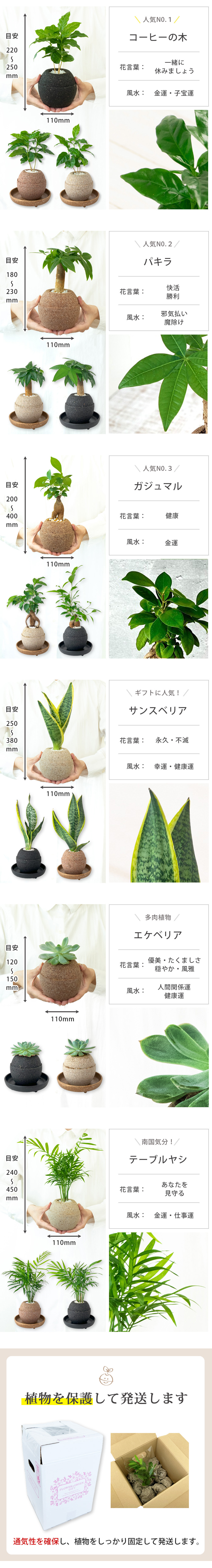 植物