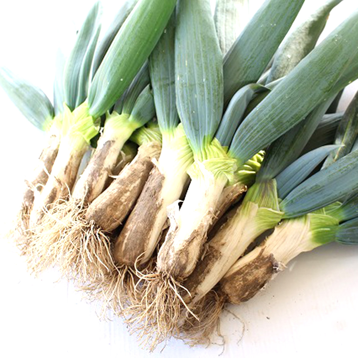 こんにゃくパーク 予約販売 準備ができ次第順次発送 2025年度産 下仁田