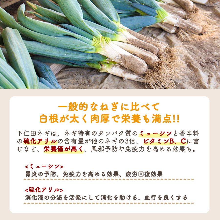 期間限定・数量限定】下仁田ネギ 詰合わせセット 8kg 下仁田ねぎ 30本入り 2Lサイズ 3Lサイズ 群馬県産 産地直送 ND-30  :YDF00432:こんにゃくパーク - 通販 - Yahoo!ショッピング