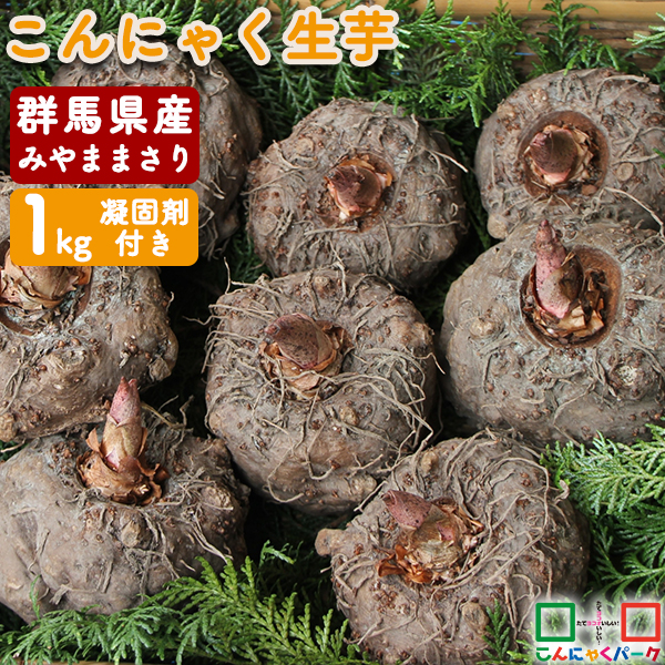 こんにゃくパーク ランキング1位獲得！ 2024年秋｜こんにゃく芋