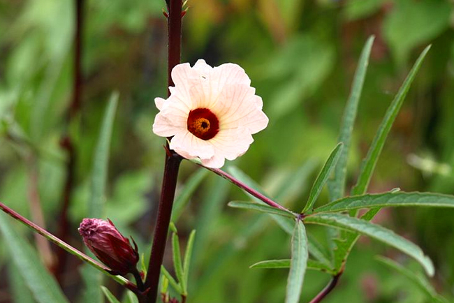 木の花ファミリーネットショップ ローゼル茶 健康茶 Yahoo ショッピング