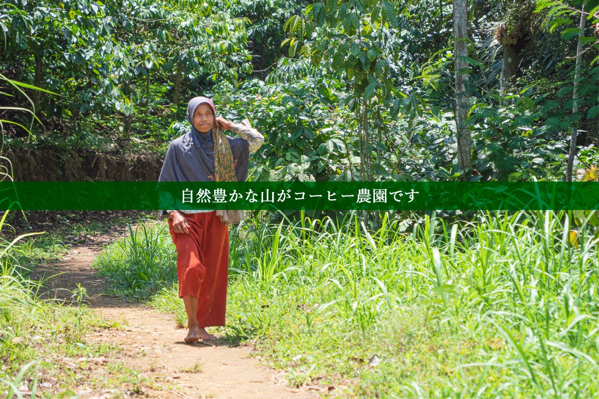 アリズコピルアクの契約農園