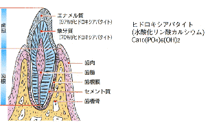 明力デンタルの働き