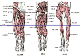 下肢筋群図