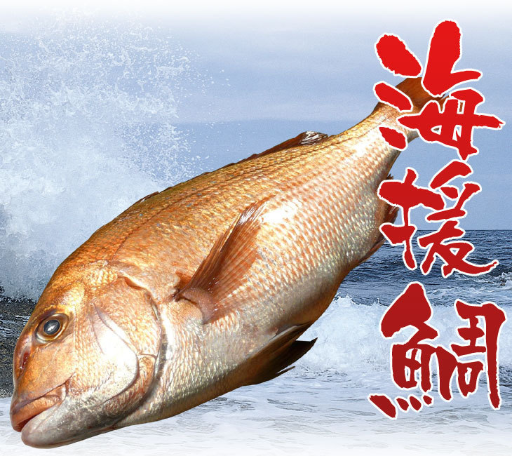 鯛