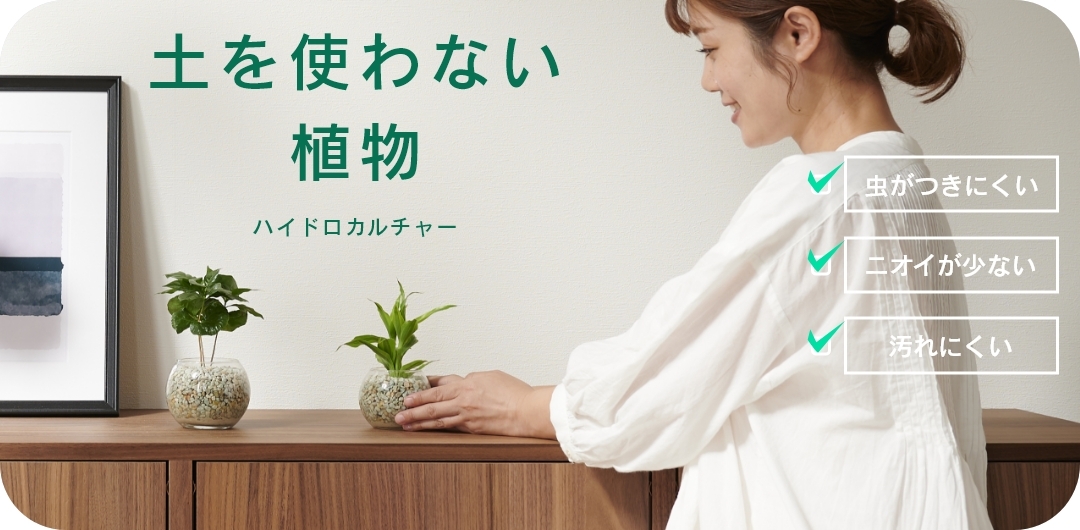 ハイドロカルチャー植物