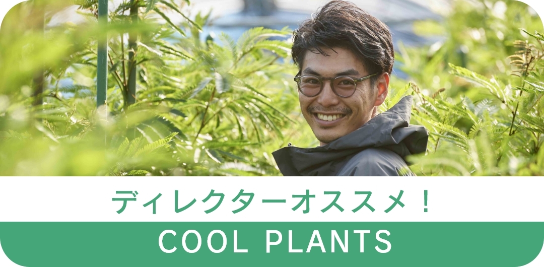 ディレクターオススメ植物